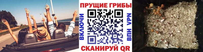 ОМГ ОМГ ТОР  хочу   Вяземский  Псилоцибиновые грибы ЛСД 